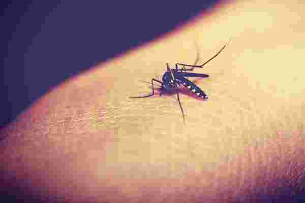 研究表明，转基因蚊子可能是根除疟疾的关键